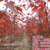 金楓綠化(在線(xiàn)咨詢(xún))|紅點(diǎn)紅楓|紅點(diǎn)紅楓小苗
