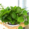 基地直銷綠蘿盆栽室內(nèi)吸除甲醛綠植凈化空氣水培植物花卉吊蘭綠籮