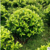 基地批發工程綠化苗木金森女貞 黃葉女貞30-60厘米