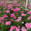 石竹多年生東莞深圳廣州大量批發多年生草花時花基地直供