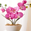 室內盆栽正宗蝴蝶蘭大苗蝴蝶蘭花苗盆栽花卉