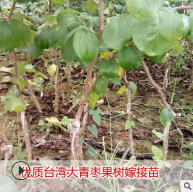 臺灣大青棗果樹苗蜜棗王嫁接苗南方種植果樹苗木盆栽地栽當(dāng)年結(jié)果