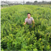 優(yōu)質(zhì)藍莓品種 高叢藍莓 矮叢藍莓 兔眼藍莓