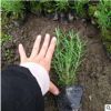 基地農戶直銷 迷迭香 盆栽各種規格草花