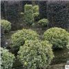 金邊黃楊球型 規格齊全 綠化批發蕭山基地直銷一站式采購