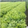 基地農戶直銷 灑金柏 杭州蕭山綠化批發價格 基地直銷