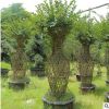 紫薇樹造型紫薇 形狀優(yōu)美生命力旺盛 基地大量種植供應(yīng) 歡迎詢價