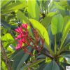 福建雞蛋花苗木批發(fā) 園林景觀綠化工程風(fēng)景樹 多種規(guī)格基地種植