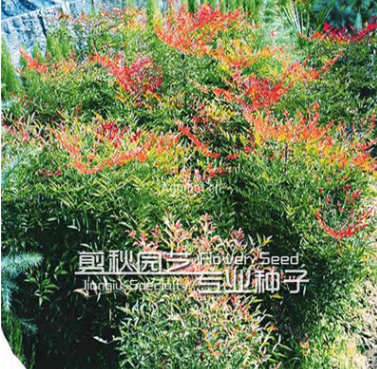 批發紅天竹南天竹 南天竹苗 紅天竹苗南天竺盆栽小苗