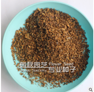 紫薇種子別名：癢癢花 屬落葉灌木 優質品種