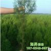 苗圃基地直售側柏園林免費提供種植技術綠化苗木灌木片柏側柏苗