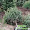 云杉樹基地批發 庭院苗木盆栽價格優惠品質優良 云杉價格