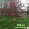 批發美國紅楓樹彩色樹木 自產自銷行道樹公園綠化紅楓樹