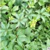 出售庭院爬墻植物五葉地錦苗 家庭小區墻體綠化五葉地錦苗
