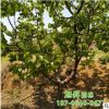 山東優質山杏樹苗 優良品種 量大優惠 高產穩產易管理山杏樹苗