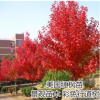 美國(guó)紅楓樹(shù)苗紅冠日本紅楓苗地栽庭院綠化苗木觀賞風(fēng)景樹(shù)行道樹(shù)苗