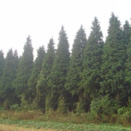 供應工程綠化苗木 杉樹小苗 行道樹 價格低廉 量大優惠