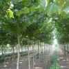 直銷法桐樹苗 凈化空氣 全冠法桐 綠化苗木 量大優惠 規格齊全