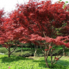 供應綠化苗木花卉苗木 紅楓