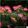 室內(nèi)外綠化植物花卉 絨花苗 合歡花苗盆栽苗芙蓉花苗 綠植盆栽