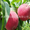 批發(fā)桃樹(shù)苗 中桃9號(hào)桃樹(shù)苗 早熟新品種水蜜桃樹(shù)苗 南北方可種植桃