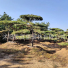 批發(fā)高檔別墅小區(qū) 精品黑松造型 黑松造型樹(shù) 造型油松大樹(shù) 可盆栽