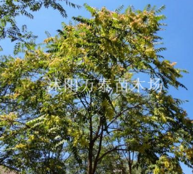 臭椿樹苗價格，宿遷臭椿價格，大量臭椿樹苗供應