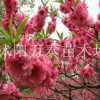 碧桃價格，碧桃小苗價格，大量碧桃小苗供應