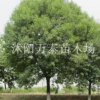 白蠟樹苗供應，宿遷白蠟樹苗批發，優質白蠟樹苗，白蠟樹苗價格