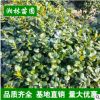 供應無刺構骨球 枸骨球小苗灌木花卉 園林綠化 常綠喬木 規格齊全