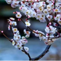 蘇城梅花已悄然綻放 春節(jié)進(jìn)入最佳觀賞期