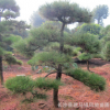 湖南黑松農(nóng)戶直銷庭院景觀綠化樹造型黑松 樹形優(yōu)美 價(jià)格實(shí)惠