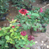 流星雨月季花 批發(fā)月季花苗 觀賞庭院盆栽花卉 月季花工程花苗