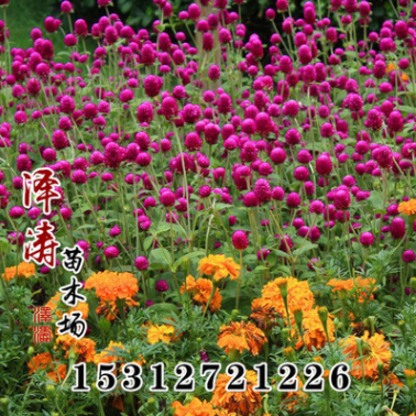 批發(fā)千日紅種子 千日紫種子 庭院花卉種子易種花草