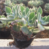 多肉植物批發(fā) 錦晃星老樁 綠植苗木微景觀花卉盆栽吸甲醛