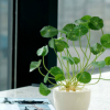 批發(fā)微景觀搭配植物銅錢草水培植物盆栽花卉室內(nèi)盆栽植物