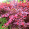 日本紅楓苗批發 園林綠化苗木 紅楓嫁接樹苗 紅楓小苗 基地直銷