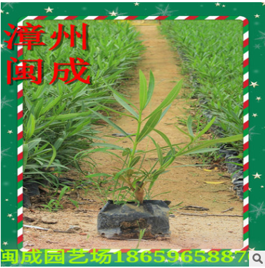 夾竹桃 柳葉桃樹(shù) 綠化苗木 (高度25-1米) 福建漳州