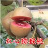 盆栽獼猴桃樹苗南北方種植庭院地栽嫁接紅心獼猴桃果樹苗當年結果