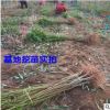 批發嫁接4年桃樹苗當年結果 水蜜桃適合南北方種植果樹大雅柑柑苗