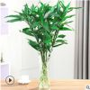 批發富貴竹大葉竹客廳辦公室內桌面水培植物四季常青花卉盆栽綠蘿