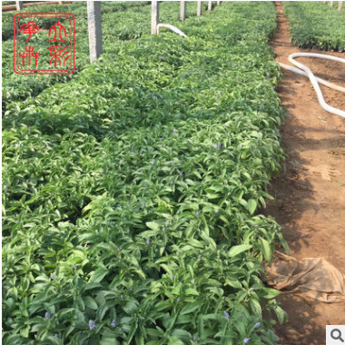 鼠尾草 濰坊鼠尾草 鼠尾草價格 宿根地被鼠尾草