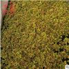 彩葉草 四季草花批發(fā) 黃彩葉