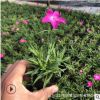 綠化花卉歐石竹盆栽 五彩石竹 常夏歐石竹 耐寒耐旱歐石竹穴盤苗
