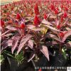 基地直銷優(yōu)質(zhì)盆栽 雞冠花 量大從優(yōu)品種齊全 雞冠花苗花色純正