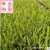 批發(fā)優(yōu)質(zhì)射干 宿根花卉 哪里有射干 青州花卉基地射干批發(fā)