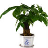 發(fā)財(cái)樹多單桿盆栽花卉