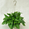 青葉綠蘿吊蘭盆景