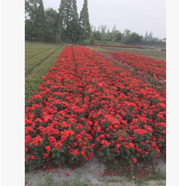 供應(yīng)庭院攀爬藤月季，大花月季，薔薇，豐花月季