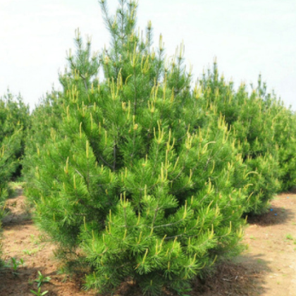 供應(yīng)紅楓園林白皮松